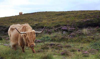 An ox on a meadow