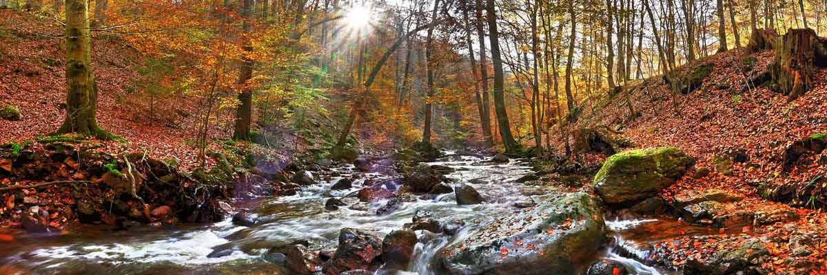 Ein Bach im Wald im Herbst