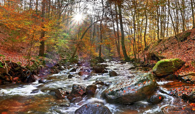 Rote Blätter im Herbst liegen an einem Fluss in einem Wald