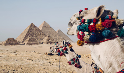Kamele vor den Pyramiden in Ägypten mit Kopfschmuck